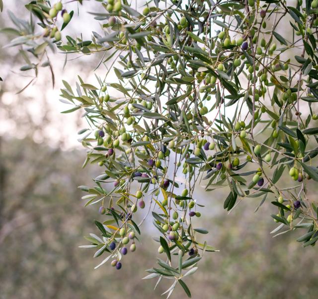 Proef Ligurië met de authentieke smaak van de natuur op onze camping